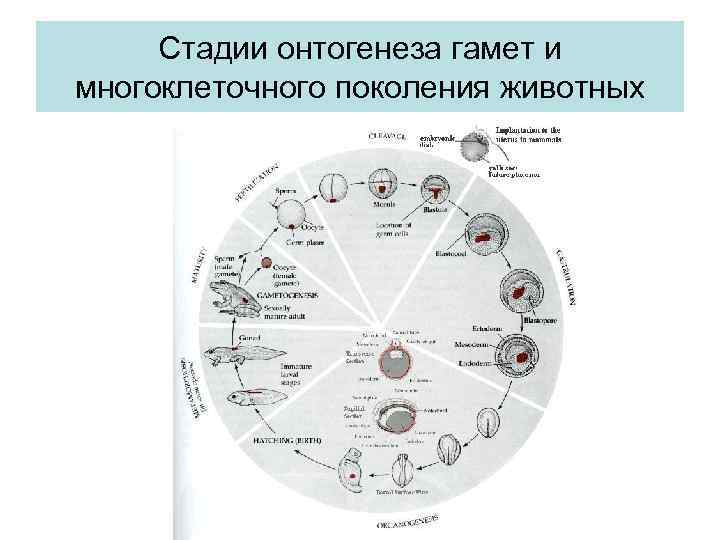 Стадии онтогенеза гамет и многоклеточного поколения животных 