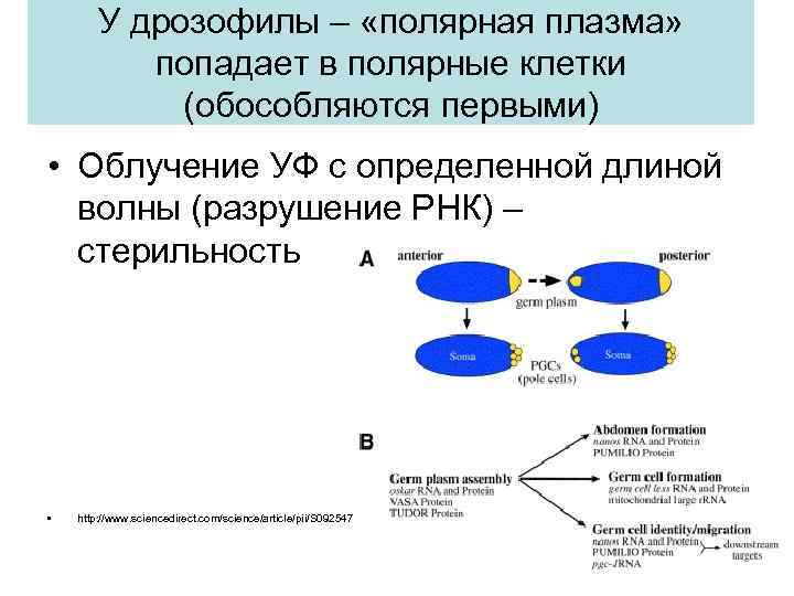 У дрозофилы – «полярная плазма» попадает в полярные клетки (обособляются первыми) • Облучение УФ