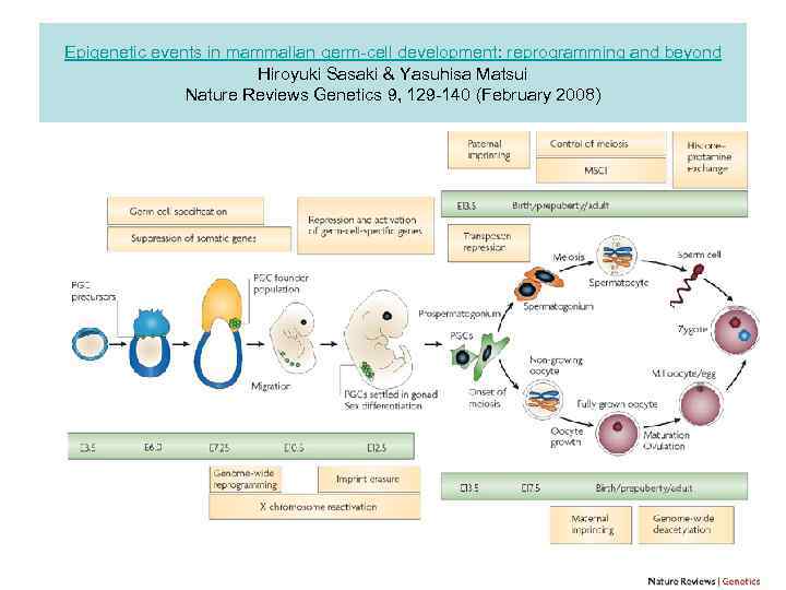 Epigenetic events in mammalian germ-cell development: reprogramming and beyond Hiroyuki Sasaki & Yasuhisa Matsui