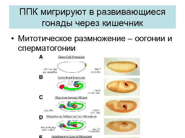 ППК мигрируют в развивающиеся гонады через кишечник • Митотическое размножение – оогонии и сперматогонии