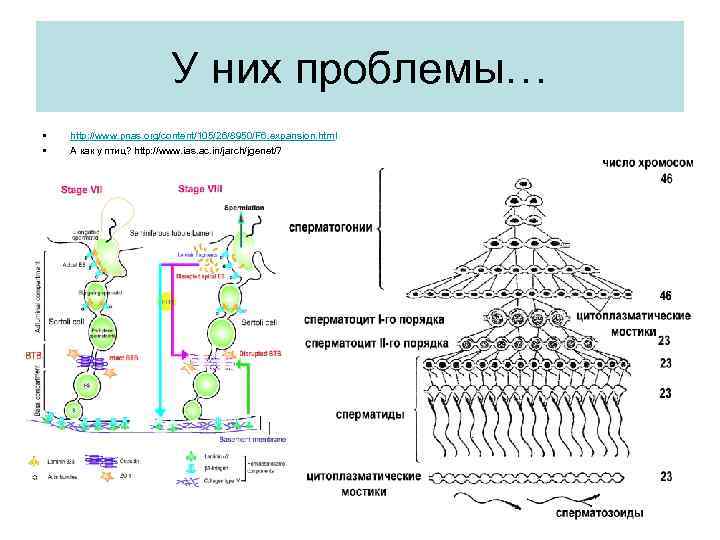 У них проблемы… • • http: //www. pnas. org/content/105/26/8950/F 6. expansion. html А как