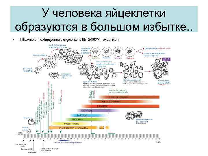 У человека яйцеклетки образуются в большом избытке. . • http: //molehr. oxfordjournals. org/content/15/12/805/F 1.