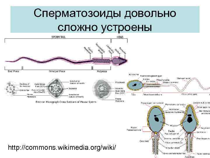 Сперматозоиды довольно сложно устроены http: //commons. wikimedia. org/wiki/ 