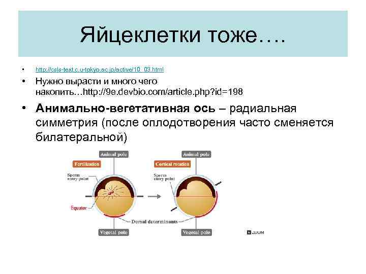 Яйцеклетки тоже…. • http: //csls-text. c. u-tokyo. ac. jp/active/10_03. html • Нужно вырасти и