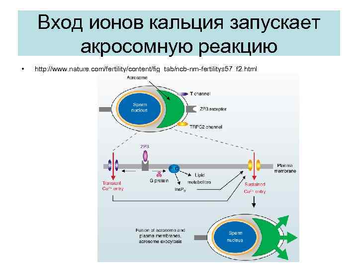 Вход ионов кальция запускает акросомную реакцию • http: //www. nature. com/fertility/content/fig_tab/ncb-nm-fertilitys 57_f 2. html