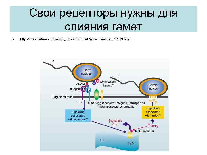 Свои рецепторы нужны для слияния гамет • http: //www. nature. com/fertility/content/fig_tab/ncb-nm-fertilitys 57_f 3. html