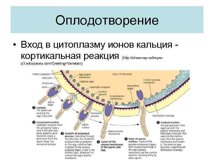 Оплодотворение • Вход в цитоплазму ионов кальция - кортикальная реакция (http: //sharonap-cellrepro- p 3.