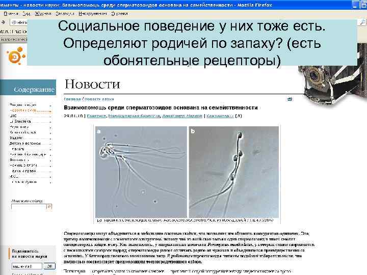 Социальное поведение у них тоже есть. Определяют родичей по запаху? (есть обонятельные рецепторы) 