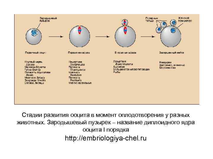 Стадии развития ооцита в момент оплодотворения у разных животных. Зародышевый пузырек – название диплоидного