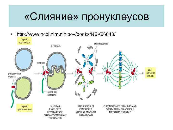  «Слияние» пронуклеусов • http: //www. ncbi. nlm. nih. gov/books/NBK 26843/ 