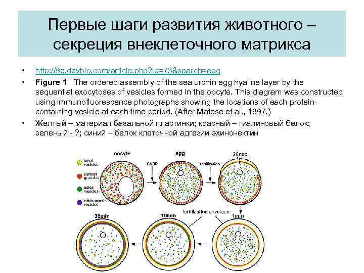 Первые шаги развития животного – секреция внеклеточного матрикса • • • http: //9 e.