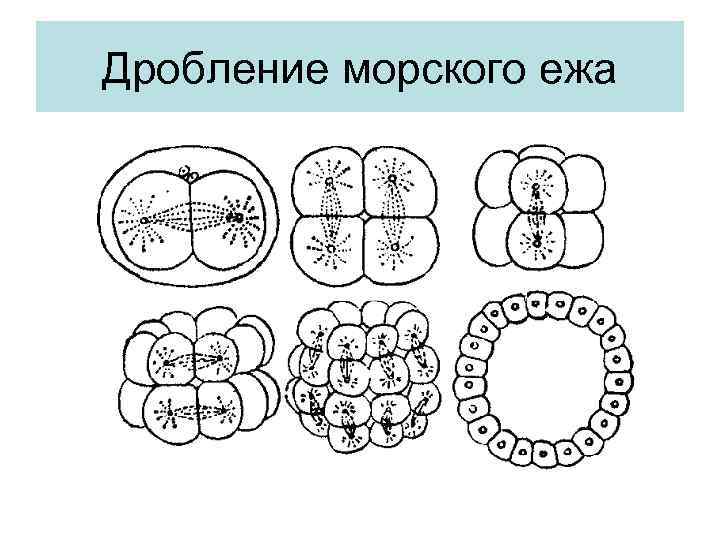 Равномерное дробление. Полное равномерное дробление морского ежа. Этапы развития морского ежа. Стадии эмбрионального развития морского ежа. Дробление зародыша морского ежа.