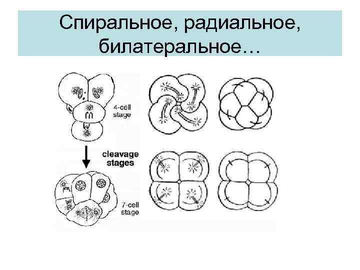 Спиральное, радиальное, билатеральное… 