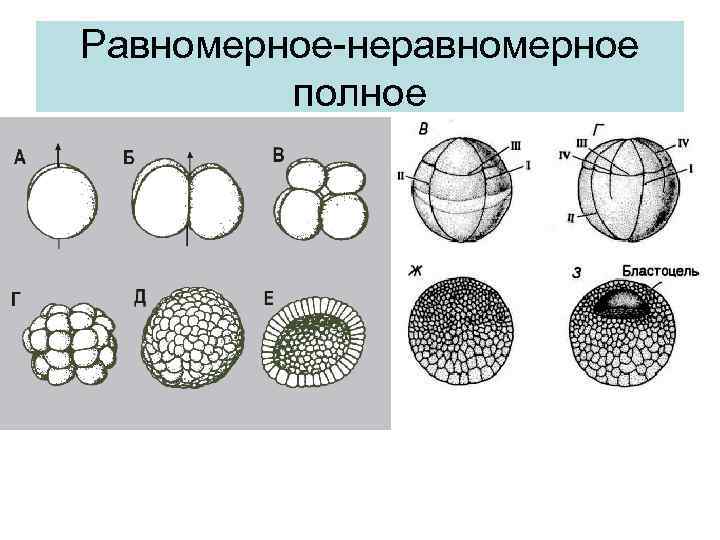 Равномерное-неравномерное полное 