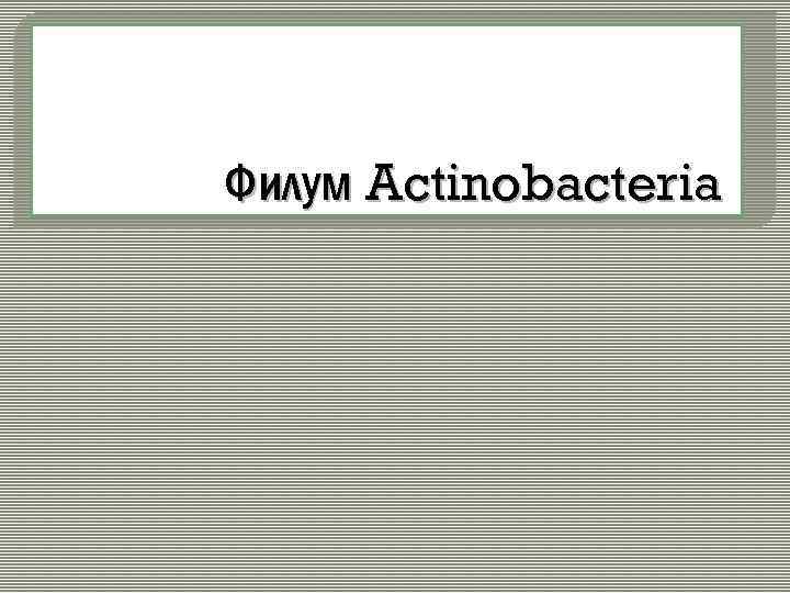 Филум Actinobacteria 