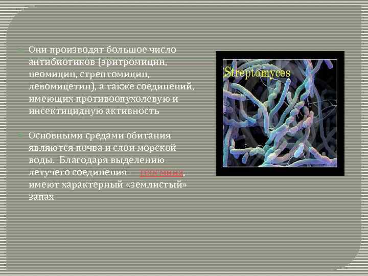  Они производят большое число антибиотиков (эритромицин, неомицин, стрептомицин, левомицетин), а также соединений, имеющих