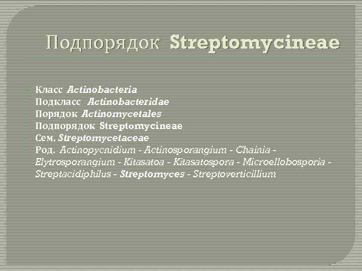 Подпорядок Streptomycineae § § § Класс Actinobacteria Подкласс Actinobacteridae Порядок Actinomycetales Подпорядок Streptomycineae Сем.