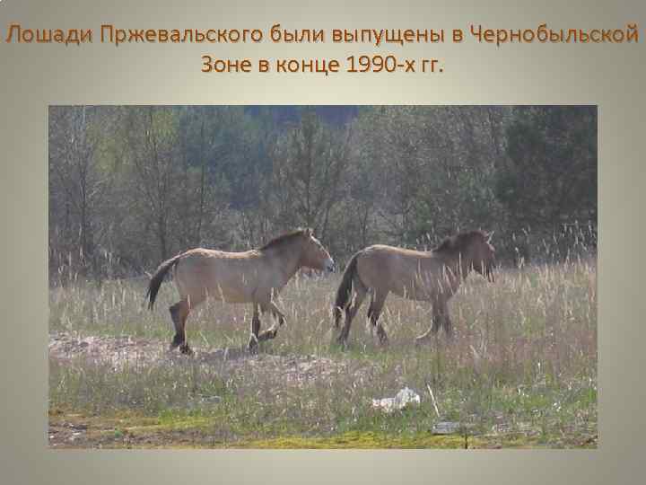 Лошади Пржевальского были выпущены в Чернобыльской Зоне в конце 1990 -х гг. 