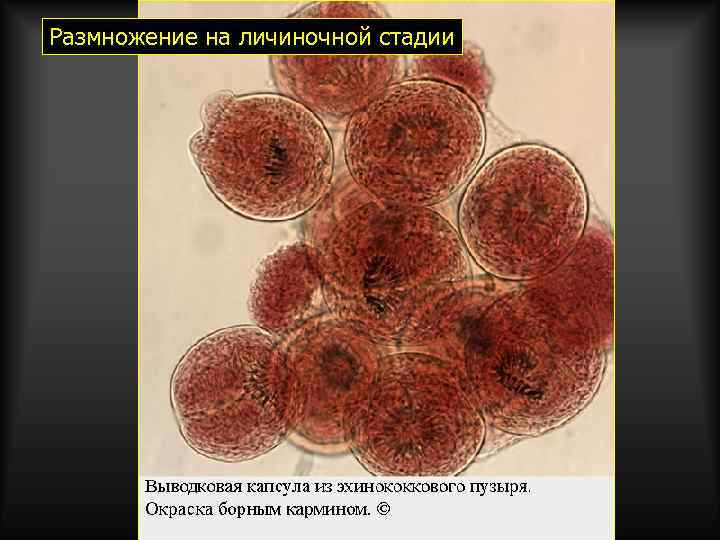 Размножение на личиночной стадии 