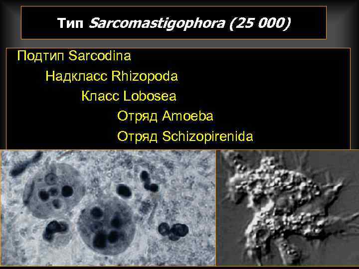 Тип Sarcomastigophora (25 000) Подтип Sarcodina Надкласс Rhizopoda Класс Lobosea Отряд Amoeba Отряд Schizopirenida