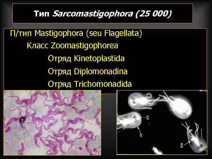 Тип Sarcomastigophora (25 000) П/тип Mastigophora (seu Flagellata) Класс Zoomastigophorea Отряд Kinetoplastida Отряд Diplomonadina