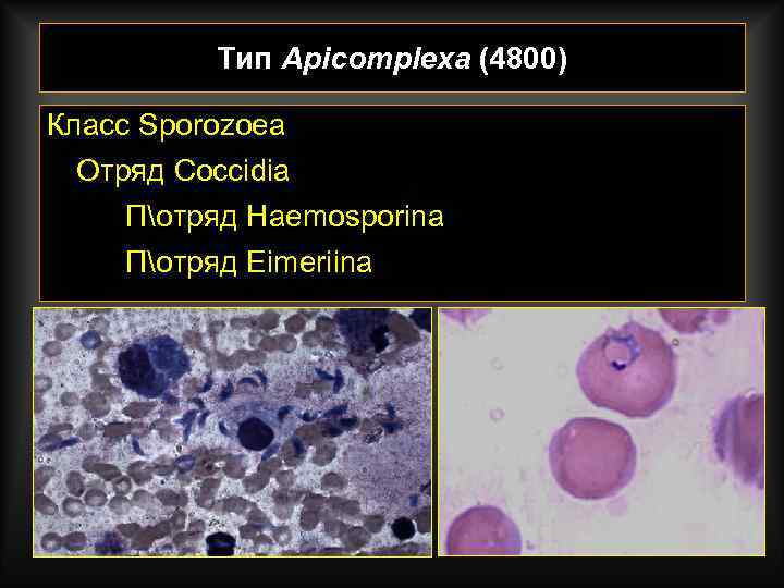 Тип Apicomplexa (4800) Класс Sporozoea Отряд Coccidia Потряд Haemosporina Потряд Eimeriina 