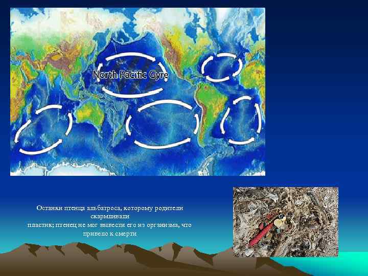 Останки птенца альбатроса, которому родители скармливали пластик; птенец не мог вывести его из организма,