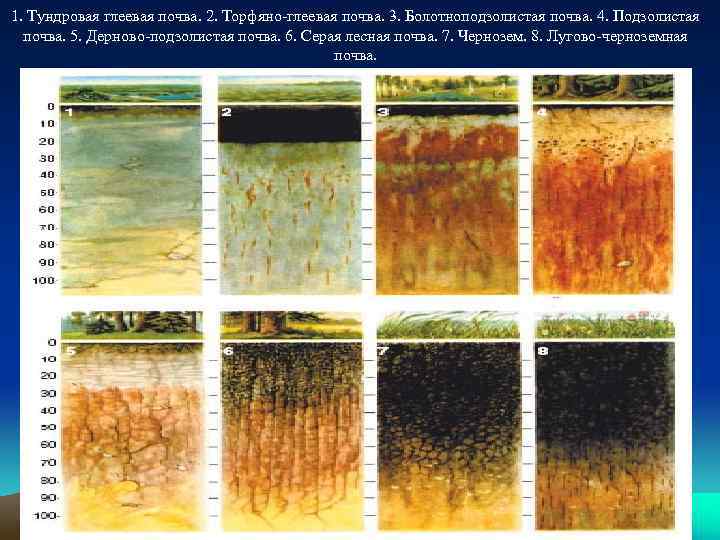 1. Тундровая глеевая почва. 2. Торфяно-глеевая почва. 3. Болотноподзолистая почва. 4. Подзолистая почва. 5.