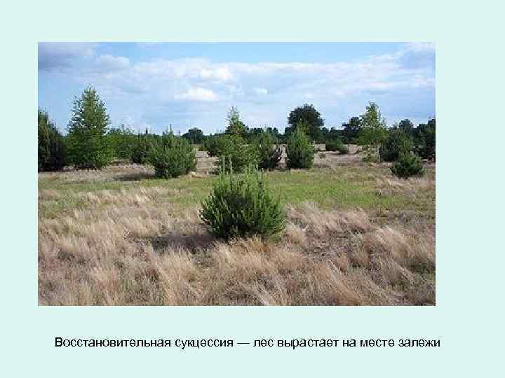 Восстановительная сукцессия — лес вырастает на месте залежи 