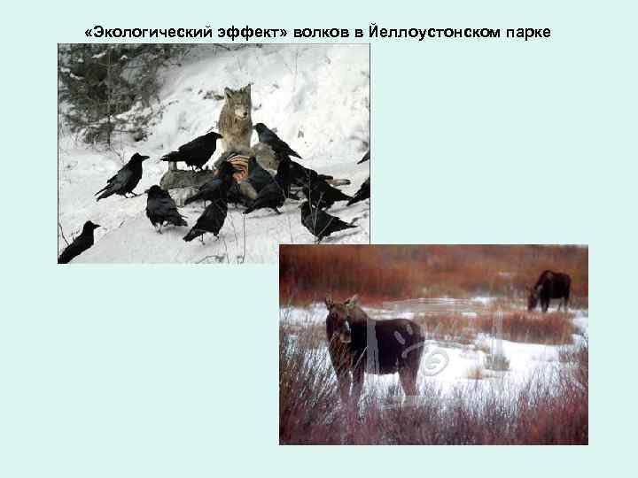  «Экологический эффект» волков в Йеллоустонском парке 