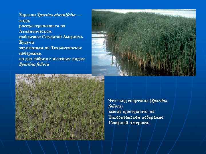 Заросли Spartina alternifolia — вида, распространенного на Атлантическом побережье Северной Америки. Будучи завезенным на