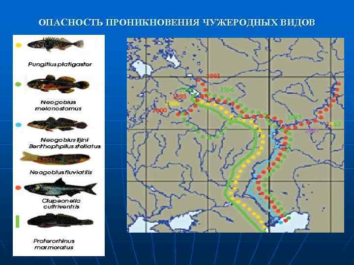 ОПАСНОСТЬ ПРОНИКНОВЕНИЯ ЧУЖЕРОДНЫХ ВИДОВ 