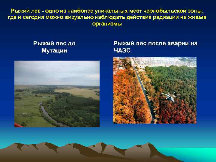 Рыжий лес - одно из наиболее уникальных мест чернобыльской зоны, где и сегодня можно