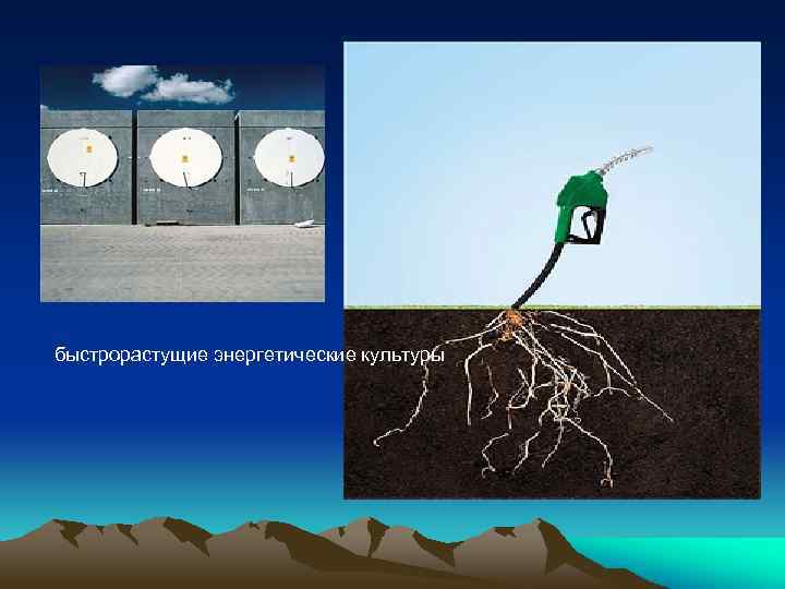 быстрорастущие энергетические культуры 
