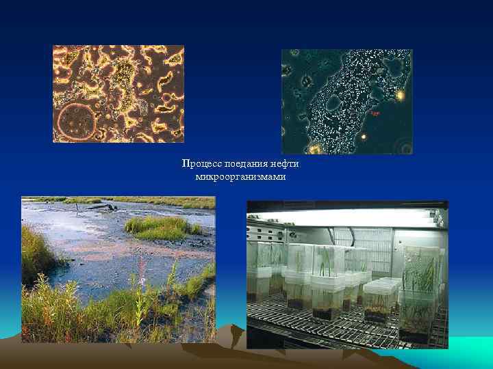  Процесс поедания нефти микроорганизмами 