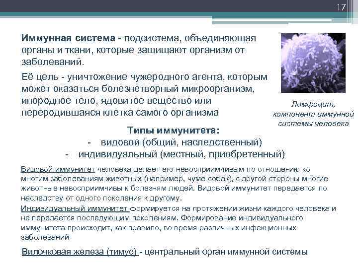 17 Иммунная система - подсистема, объединяющая органы и ткани, которые защищают организм от заболеваний.