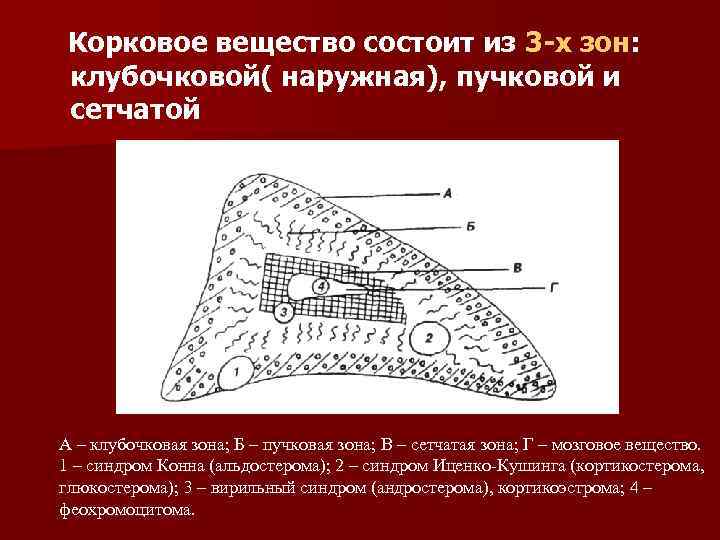 Корковое вещество состоит из 3 -х зон: клубочковой( наружная), пучковой и сетчатой А –