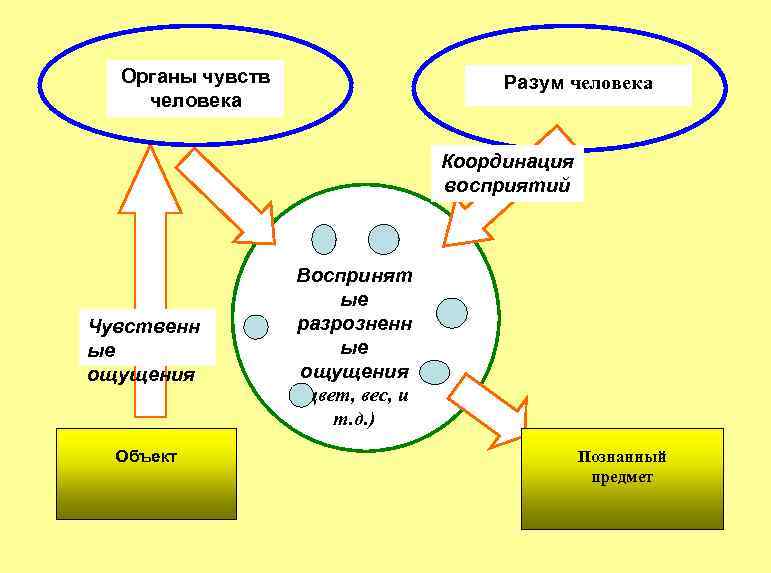 6 чувств человека. Семь чувств человека список. Объекты чувств. 7 Органов чувств человека. Чувства восприятия человека.