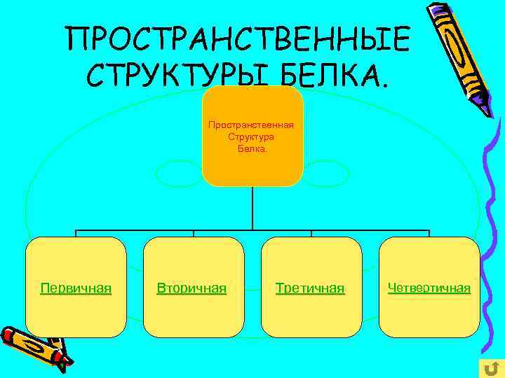 ПРОСТРАНСТВЕННЫЕ СТРУКТУРЫ БЕЛКА. Пространственная Структура Белка. Первичная Вторичная Третичная Четвертичная 