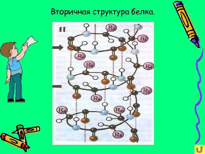 Вторичная структура белка. 