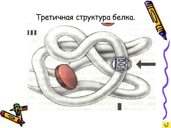 Третичная структура белка. 