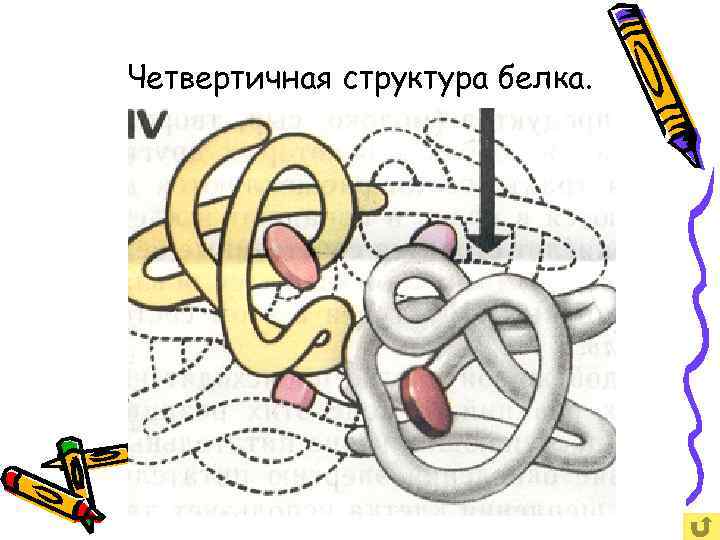 Четвертичная структура белка. 