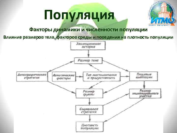 Популяция Факторы динамики и численности популяции Влияние размеров тела, факторов среды и поведения на