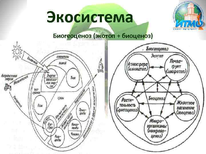 Экосистема Биогеоценоз (экотоп + биоценоз) 