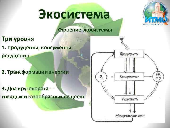 Наличие в экосистеме редуцентов