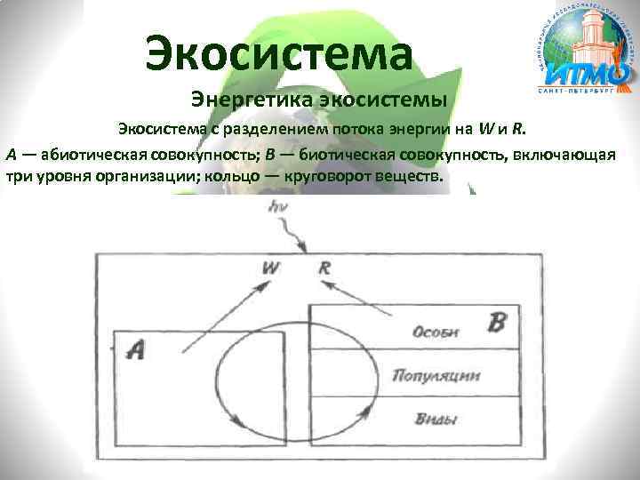 Экосистема Энергетика экосистемы Экосистема с разделением потока энергии на W и R. А —