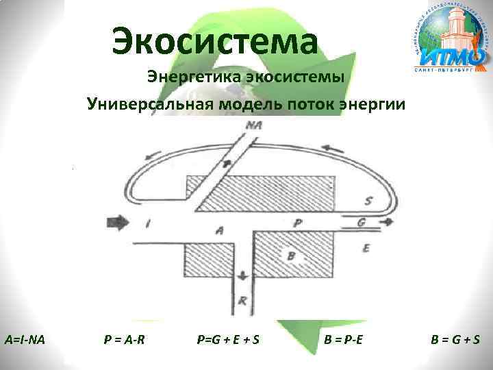 Универсальная модель. Универсальная модель потока энергии. Универсальная модель потока энергии в экосистемах. У образная модель потока энергии.