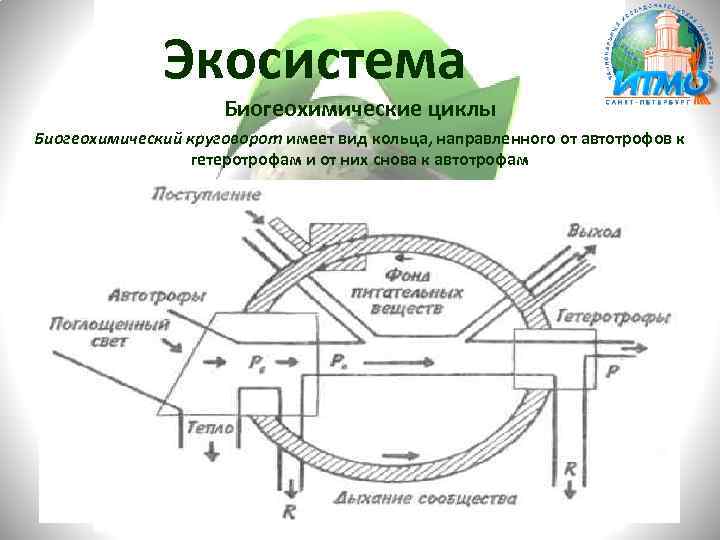 Экосистема Биогеохимические циклы Биогеохимический круговорот имеет вид кольца, направленного от автотрофов к гетеротрофам и