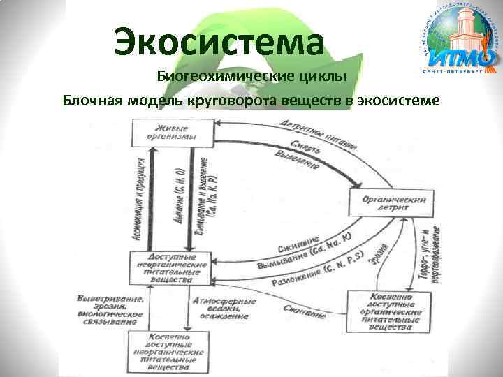 Экосистема Биогеохимические циклы Блочная модель круговорота веществ в экосистеме 