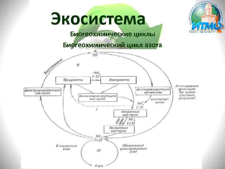 Экосистема Биогеохимические циклы Биогеохимический цикл азота 